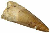 Fossil Spinosaurus Tooth - Real Dinosaur Tooth #292692-1